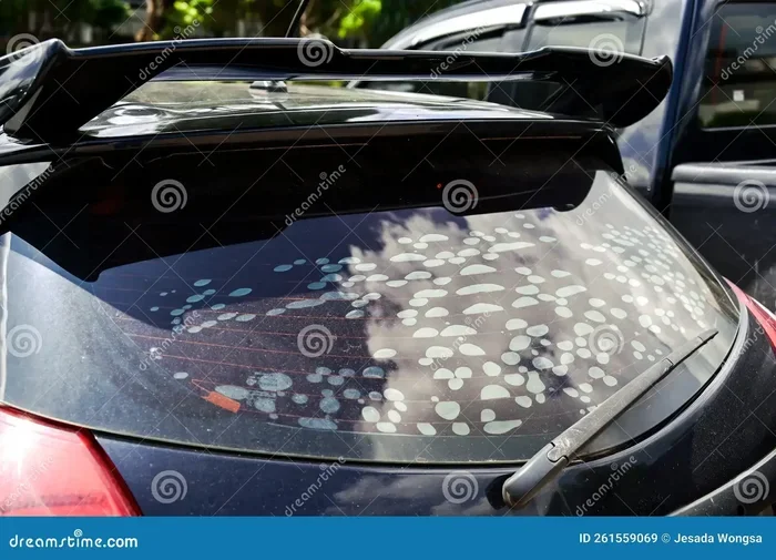 Damaged Auto Tint: Causes and Solutions for Your Car