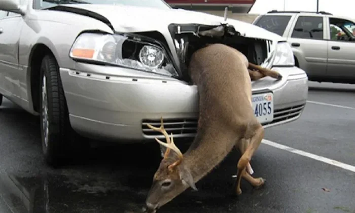 Does Car Insurance Cover Animal Damage On Your Car