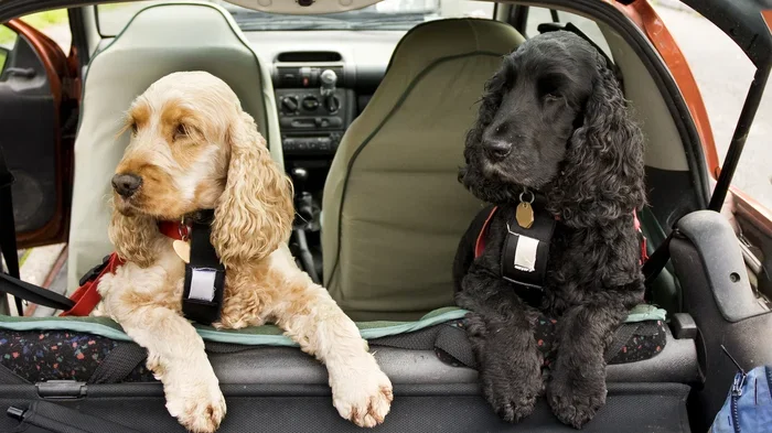 Can Dogs Get Car Sick Warning Signs and What To Do About It