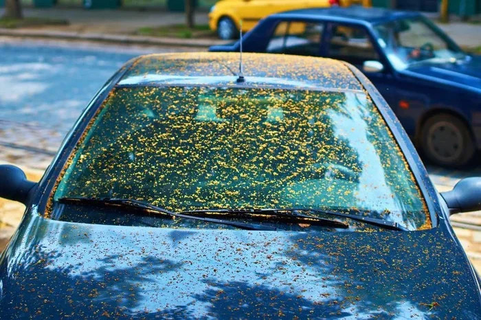 How to Remove Tree Sap From Car Glass the Easy Way